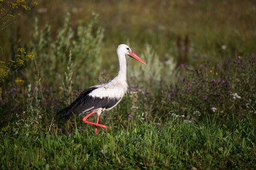heron