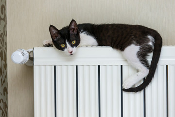 Katze auf der Heizung