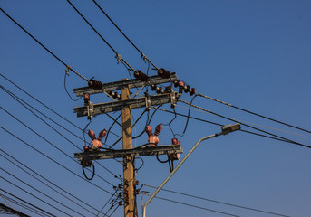 the electricity post