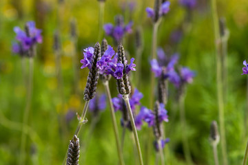 Lavender Flowers