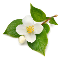 Jasmine flower