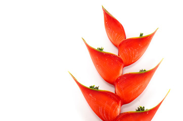 Tropical heliconia flower (Heliconia stricta)