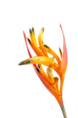 Tropical heliconia flower (Heliconia stricta)