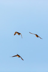 Flock of pochard ducks