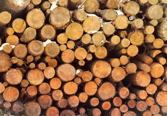 Möbelaufkleber pile of firewood © Happy monkey
