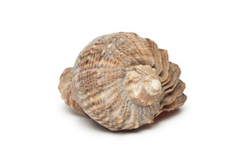 seashell isolated on the white background