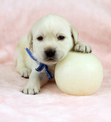 labrador puppy on the pink background with a white candle