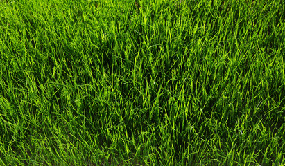 grass background