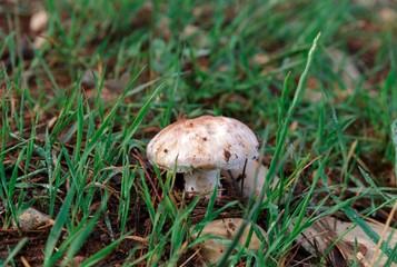 Mushroom