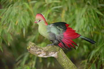 Fischer's Turaco, Tauraco fischeri