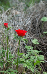 red poppies