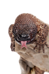 Venomous Beaded lizard isolated on white