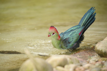 Fischer's Turaco, Tauraco fischeri