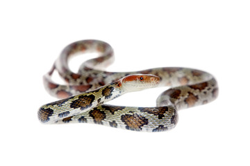 Fototapeta premium Flower Ratsnake isolated on white