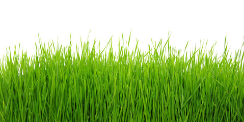 Fototapeta premium Green grass on white background