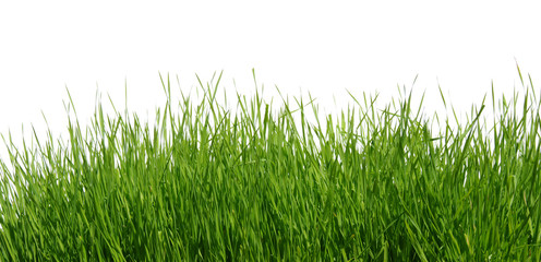 Fototapeta premium Zielona trawa na białym tle