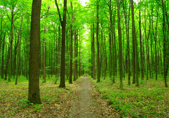 green forest