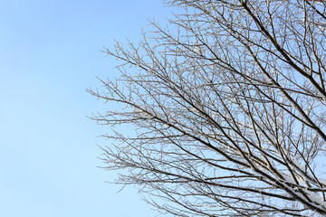 Fototapeta na wymiar winter tree branch