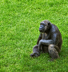 Monkey on grass, chimpanzee