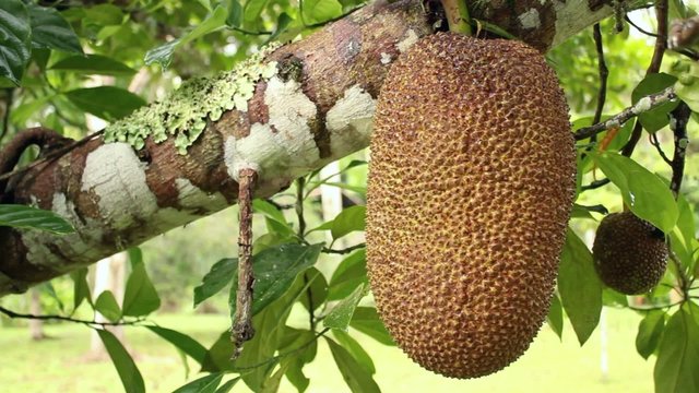 Soursop or Guanabana (Annona muricata)
