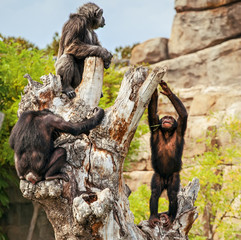 Monkeys on tree, chimpanzee in wild