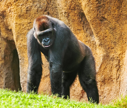 Gorilla monkey in wild