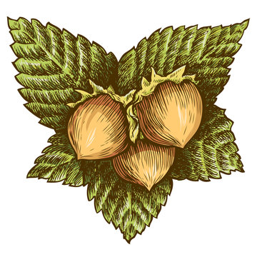hazelnuts on green leaves clip art preview