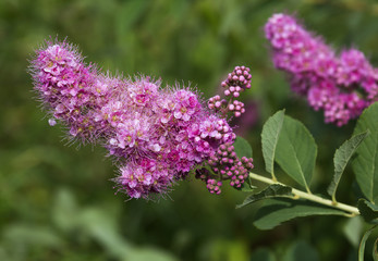 flowering shrub