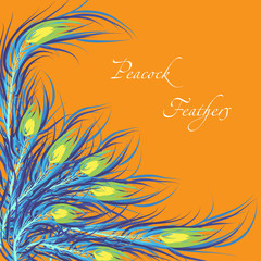 Vector feathers peacock. Orange background. Fashionable design e