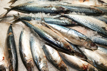 Raw and fresh seafood on the ice