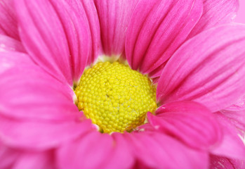 Water drops on chrysanthemum petals, close-up