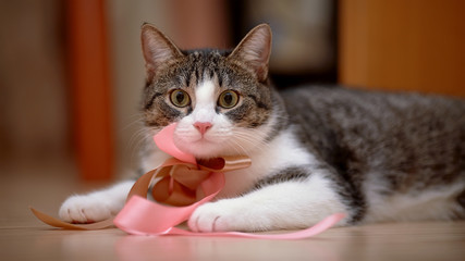 Striped with white a cat with tapes.