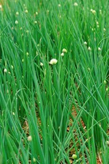 	Green spring onion in growth at vegetable garden