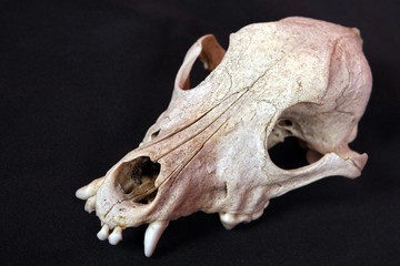 Dog skull