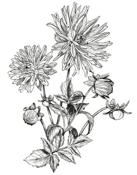 Sketch of Beautiful flowers of Garden asters