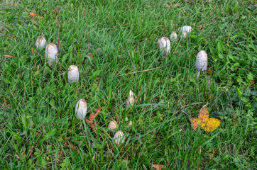 Shaggy Ink Cap or Coprinus comatus fungi