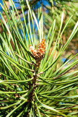 Pine twig on blue sky background. Outdoors.
