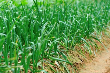 	Green garlic in growth at vegetable garden 