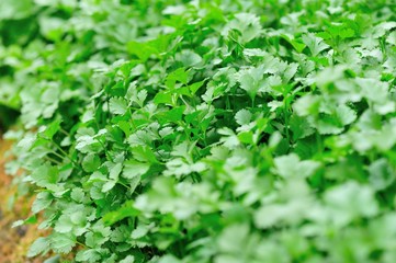 	Green corriander in growth at vegetable garden 