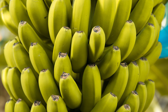 Die gelbe Bananen