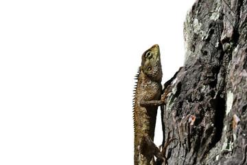 lizard creeping on wood with white background