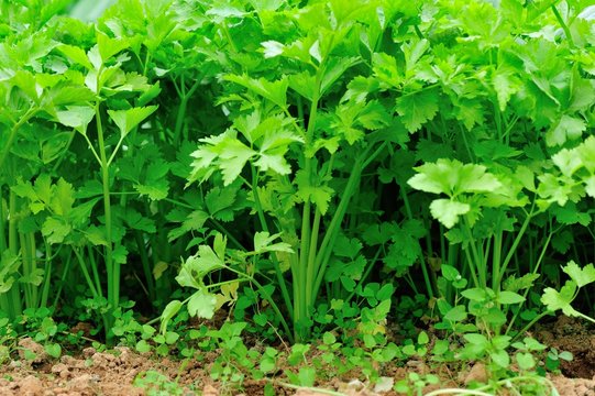 Green celery in growth at vegetable garden 