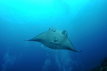 floating manta