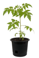 Tomato plant in pot over white background