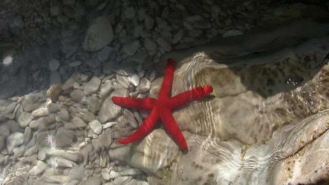 Rozgwiazda Starfish
