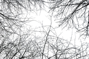 Abstract leafless tree branches in winter - 78342874