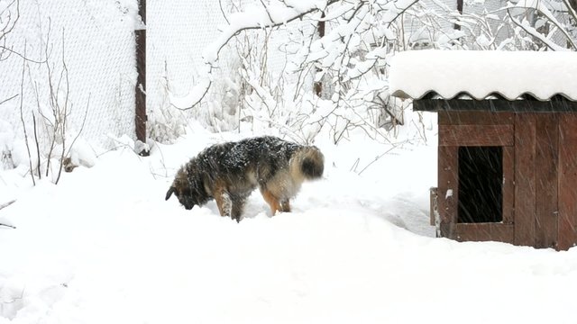 Active dog in snow near kennel runs out of frame
