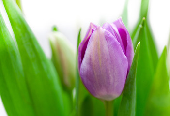 Naklejka premium Tulips violet flowers on white background