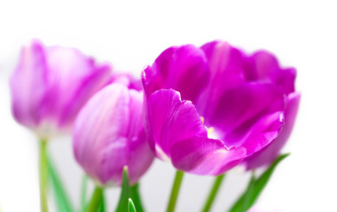 Tulips violet flowers on white background