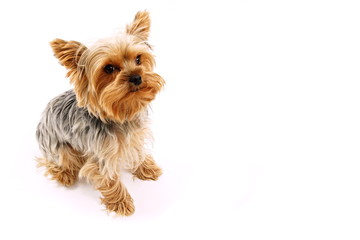 Cute puppy of a Yorkshire Terrier, right you can write some text